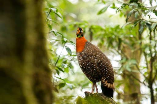 photo of Shirui National Park